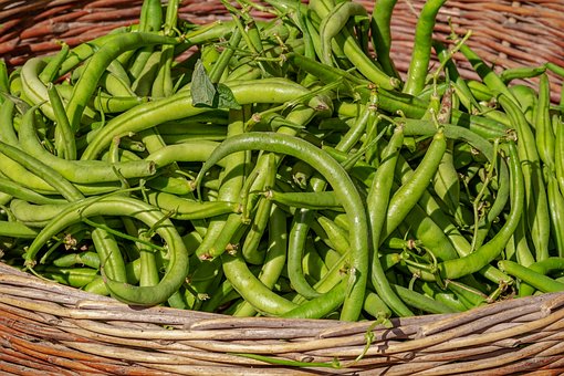 Bush Beans, Vegetable, Harvest, Beans