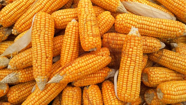 Corn, Food, Organic, Healthy